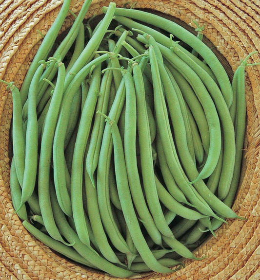 Beans Strike (50 Days) - 100A