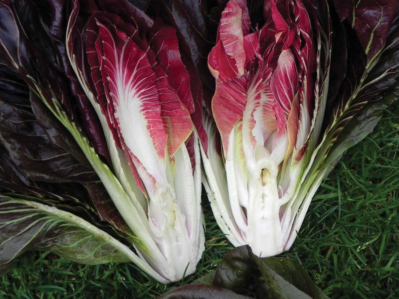 Radicchio Fiero (80 Days) - 1370A