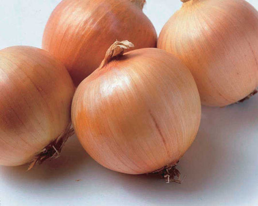 Onion Genisis Hyb (100 Days) - 1405A