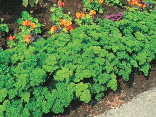 Parsley Fine Moss Curled (70 Days) - 1500A