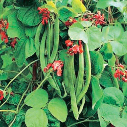 Pole Beans Scarlet Runner (65 Days) - 155A