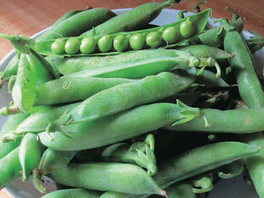 Peas Mr. Big (55 Days) - 1650A