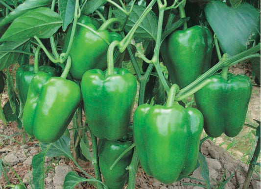 Peppers Fat N' Sassy Hybrid (65 Days) - 1710A