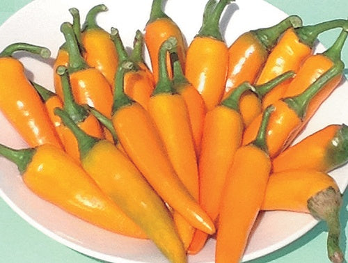 Mikes Pepper Hot (80 Days) - 1755A