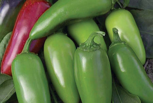 Pepper Jalapeno M (70 Days) - 1772A