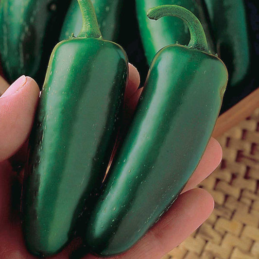 Peppers Mucho Nacho Jalapeno Hybrid (68 Days) - 1775A