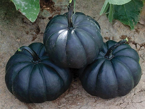 Pumpkin Midnight - 1841A