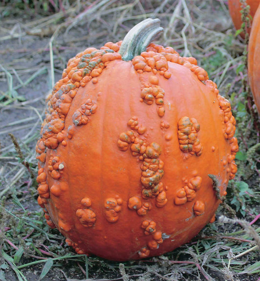 Pumpkin Baby Bumps (95 Days) - 1877A