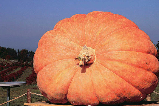 Pumpkin Atlantic Giant (Treated) - 1885TA