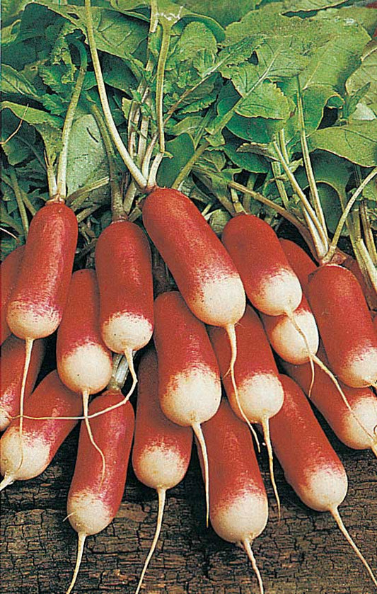 Radishes French Breakfast (25 Days) - 1900A