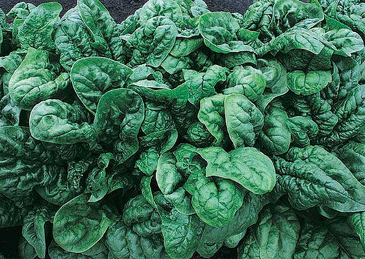 Spinach Avon Hybrid (44 Days) - 2025A