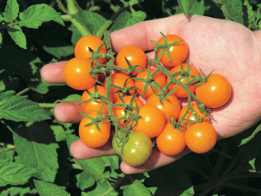 Cherry Tomato Sunsugar (60 Days) - 2368A