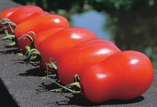 Tomato San Marzano (68 Days) - 2377A