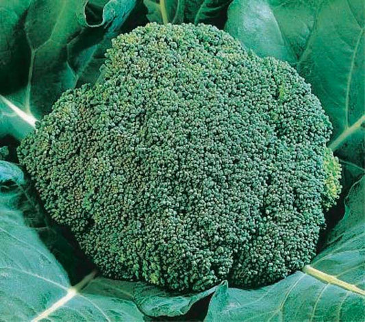 Broccoli Early Dividend Hyb. (47 Days) - 265A