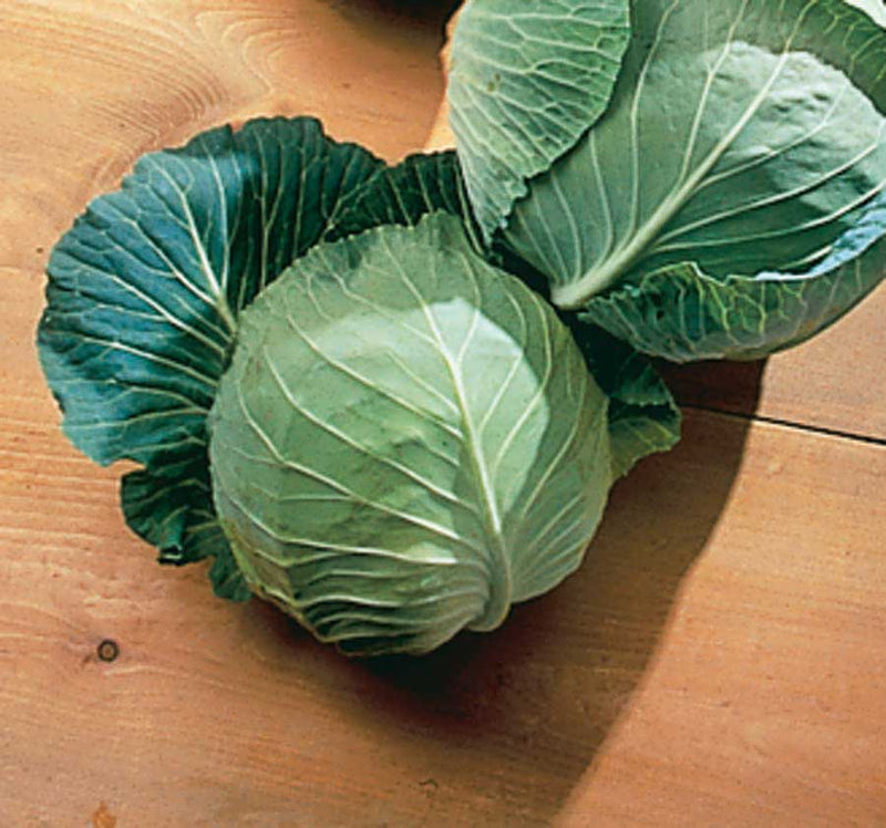 Cabbage Golden Cross (40 Days) - 303A