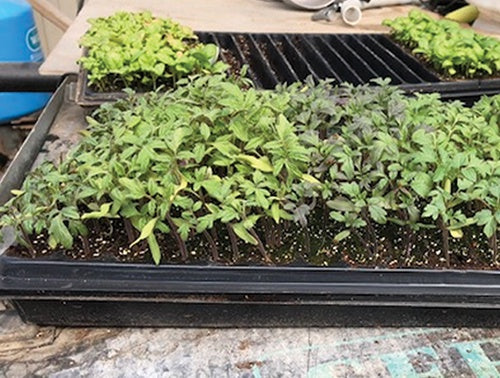 Germination Tray 1.2" Deep no holes - 3038A