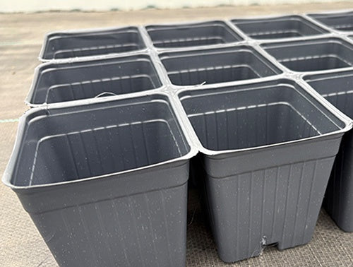 Square Pots 3 1/2" Inserts - 3123A