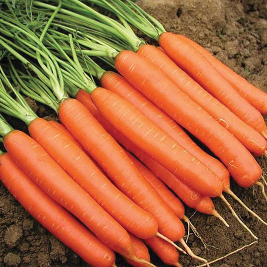 Carrots Romance (70 Days) - 402A