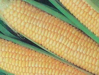 Corn Early Xtra Sweet (70 Days) - 516A