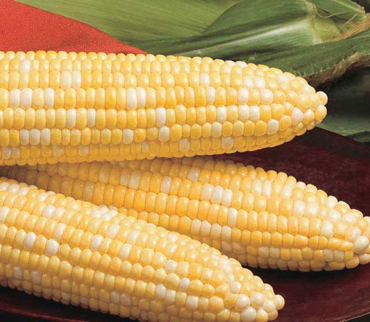 Corn Trinity Bi-Colour (60 Days) - 535A