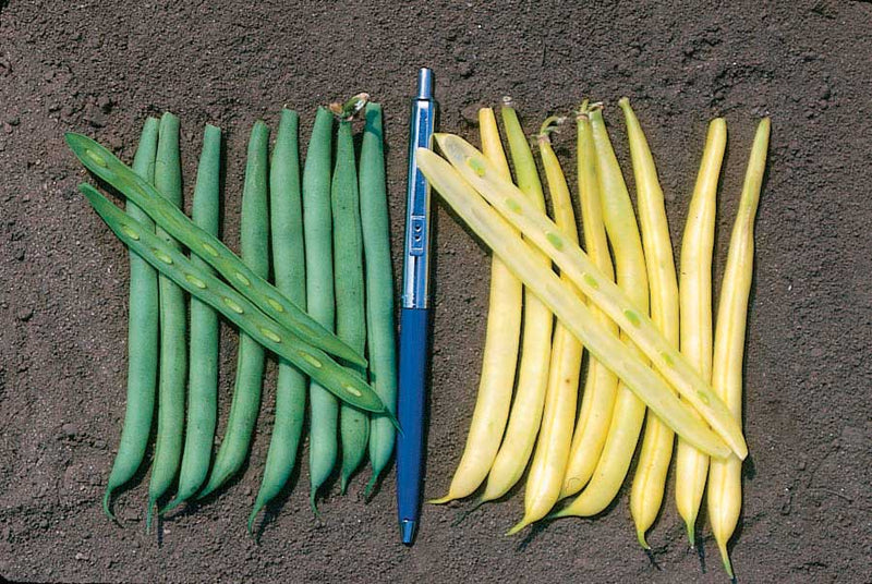 Bean Dandy Gold (54 Days) - 55A