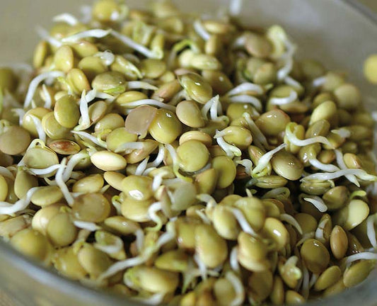 Lentils Large Green - 5603A