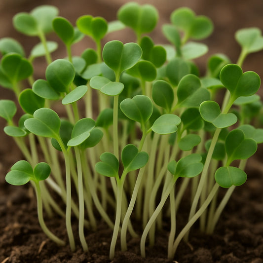 Daikon Radish Sprouts - 5609A