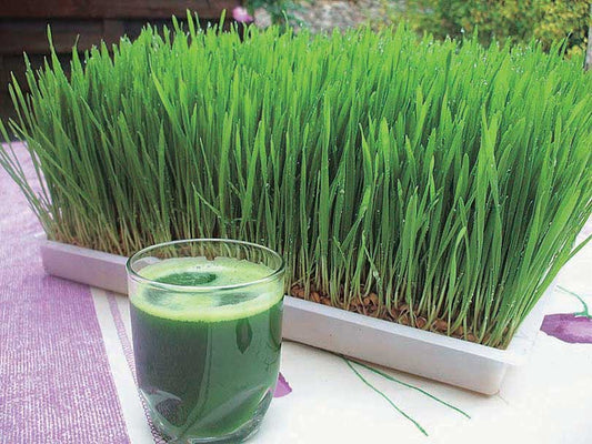Wheatgrass - 5616A