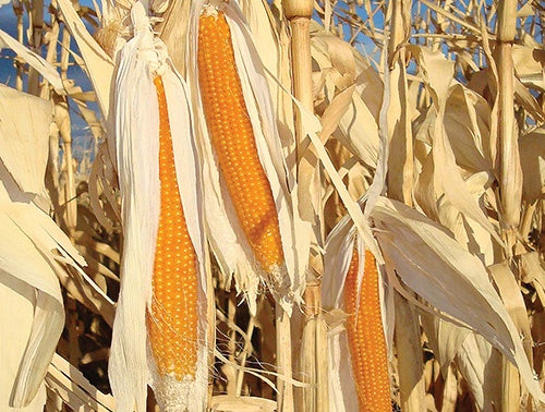 Corn Popcorn Robust 997 - 568A