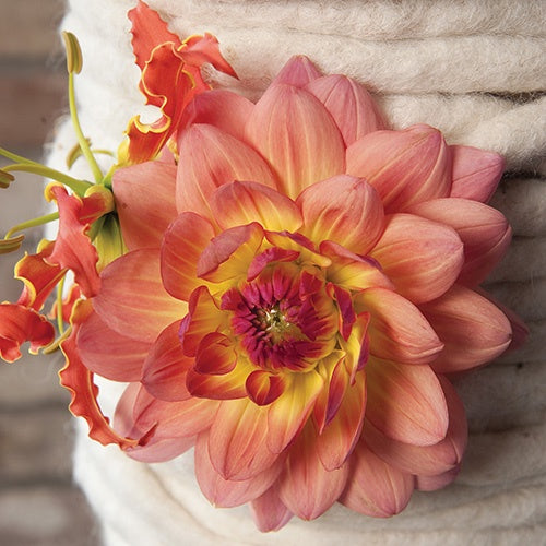 Dahlia Summer Sunset - 6110A
