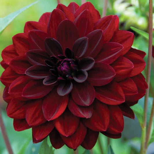 Dahlia Arabian Nights - 6130A