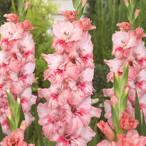 Gladiolus Adrenalin - 6216A