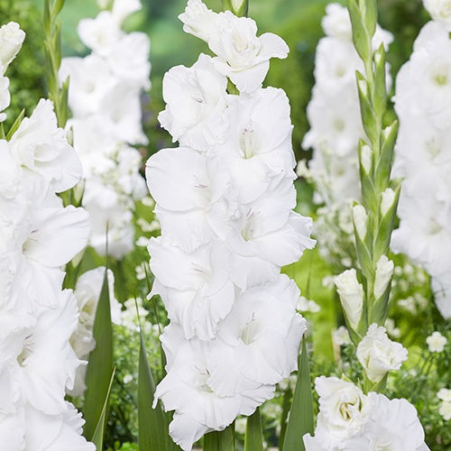 Gladiolus Puravida - 6218A