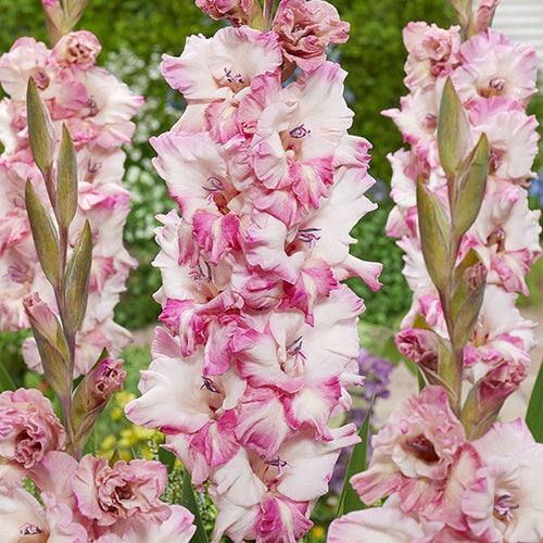 Gladiolus Cherry Candy - 6220A