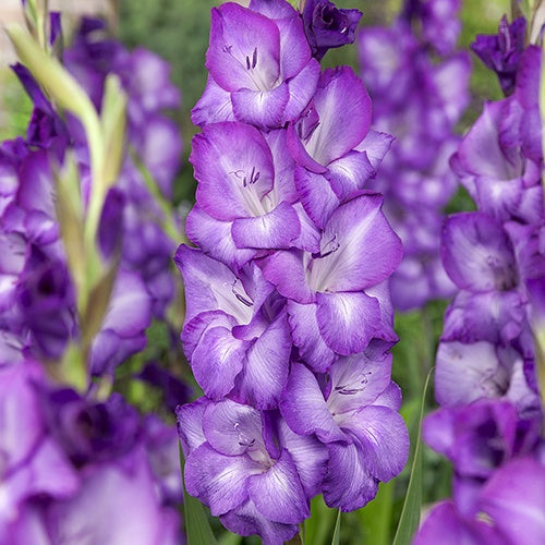 Gladiolus Chemistry - 6223A