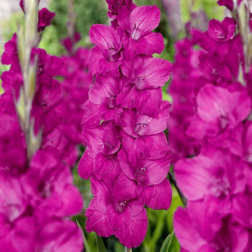 Gladiolus Aurora - 6225A