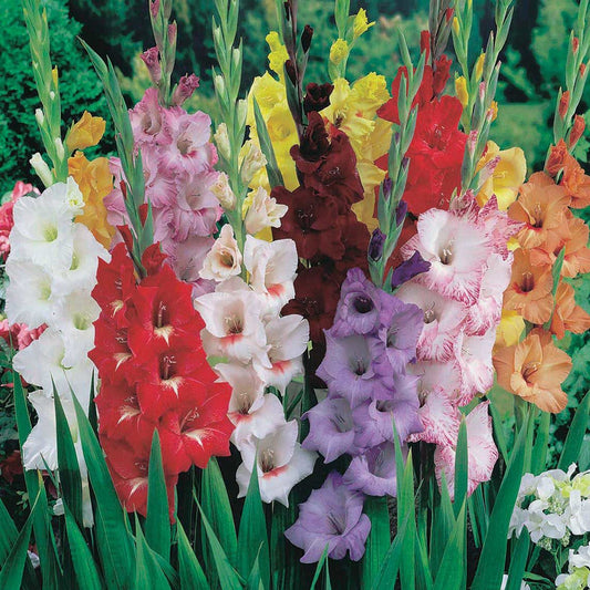 Gladiolus Landscape Mix - 6250A