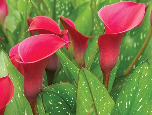 Calla Lily Red Symphony - 6303A