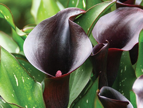 Calla Lily Arabian Night - 6304A