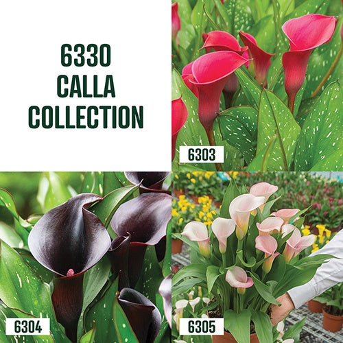 Calla Lily Collection / 3 bulbs - 6330A