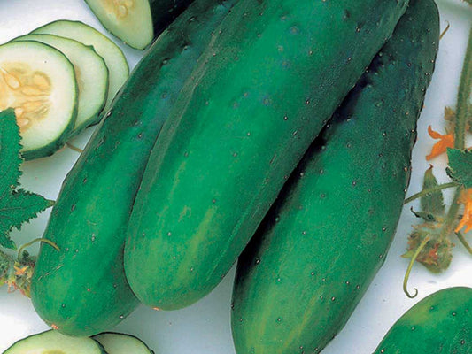 Cucumber Straight 8 (60 Days) - 698A