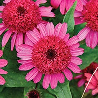 Echinacea Raspberry Beret - 7011A