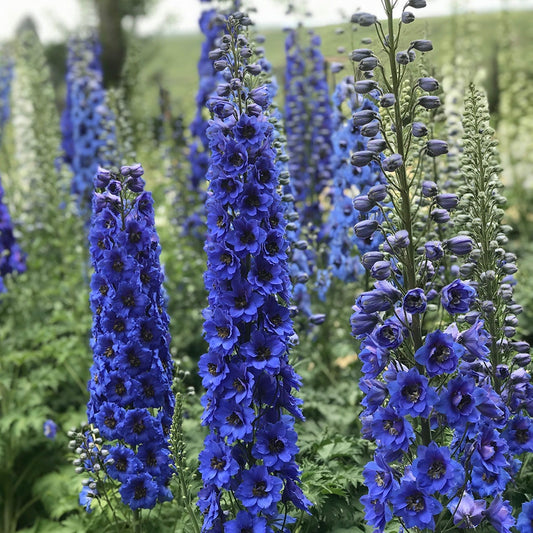 Delphinium Blue Buccaneers - 7024A