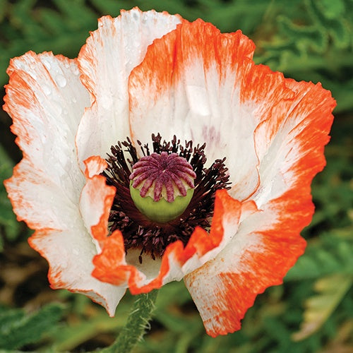 Poppy Pinnacle - 7030A