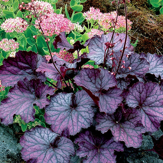Heuchera Northern Exposure Purple - 7038A