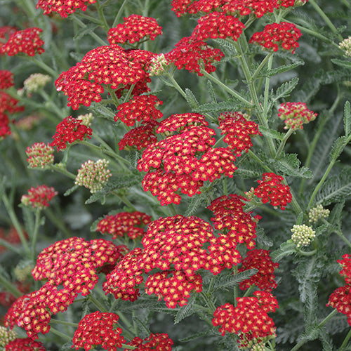 Achillea Sassy Summer Sangria - 7040A