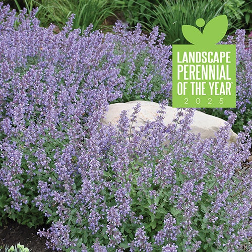 Catmint Cat's Meow - 7042A