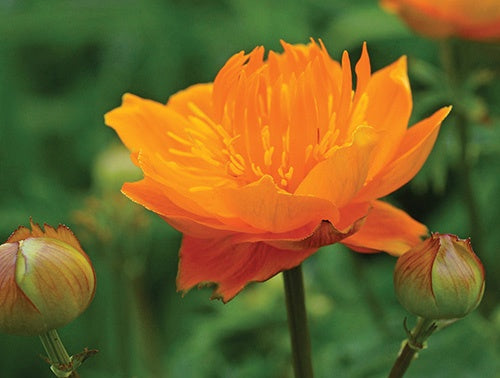 Trollius Golden Queen - 7095A