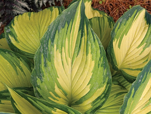 Hosta My Fair Lady - 7101A
