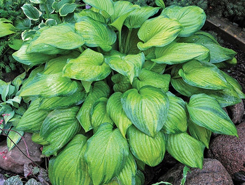 Hosta Guacamole - 7108A